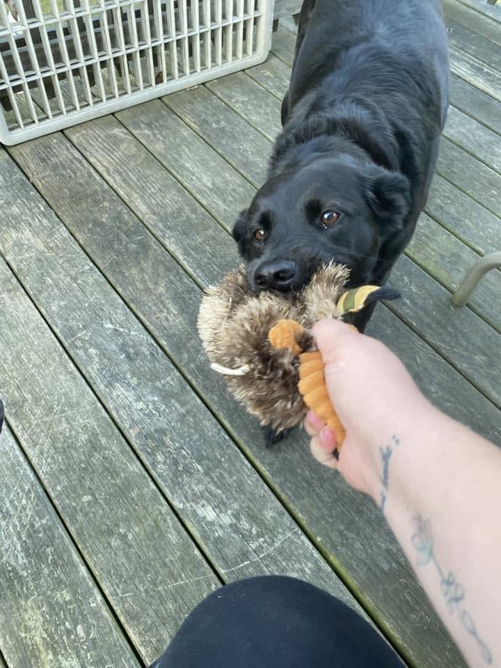 Dog and owner