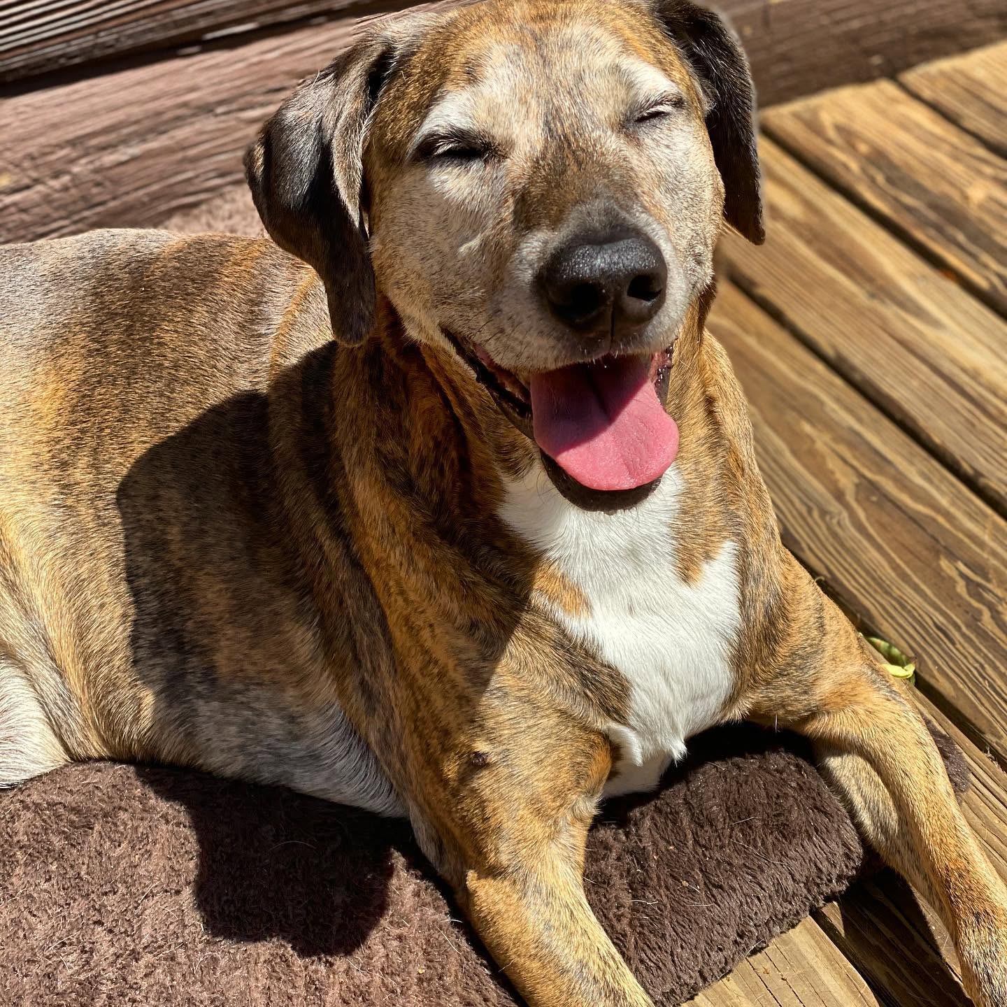 Happy dog