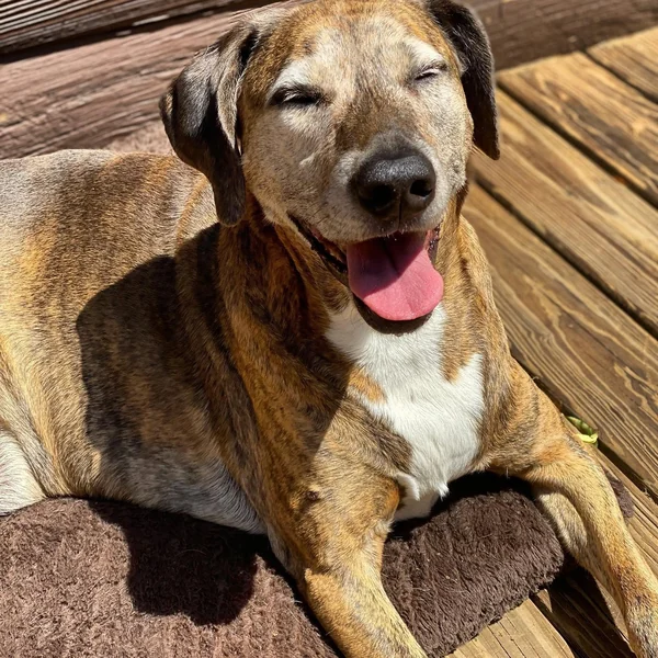 Smiling brindle dog lying in the sun on a wooden deck