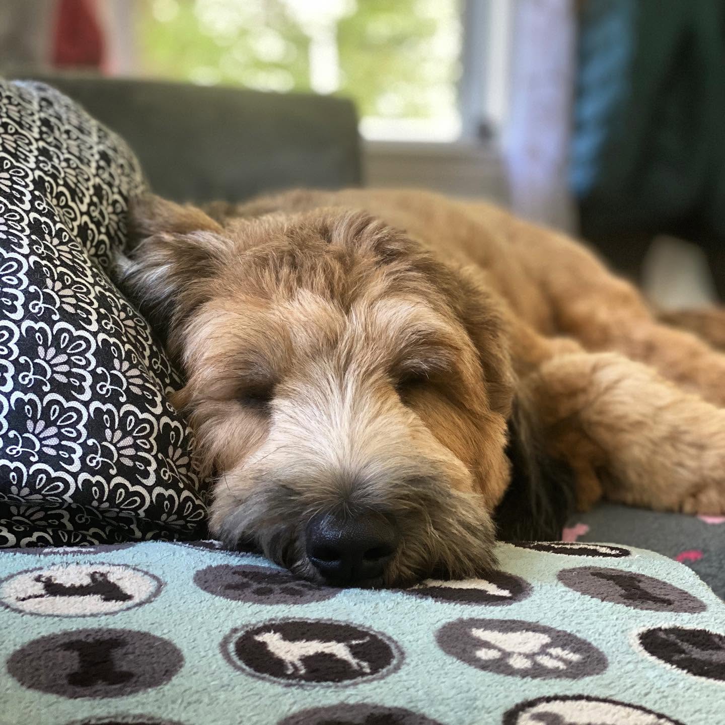 Dog relaxing indoors