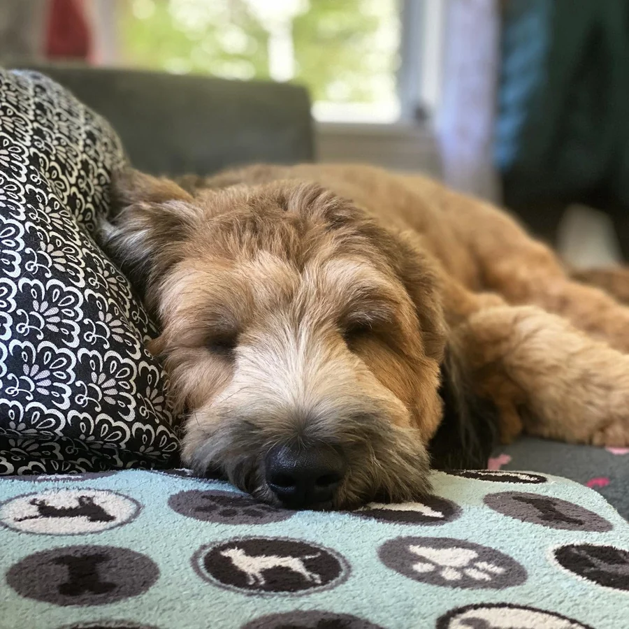 Dog relaxing indoors